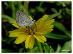 Lesser Glass Blue Butterfly